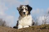 BERGER AUSTRALIEN PUPPIES 373